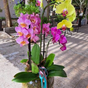 Luxury Orchid Glass Vase Arrangement